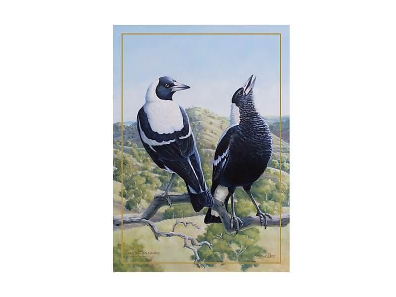 Birds of Australia 10 year Anniversary Tea Towel 50x70cm Magpie
black and white bird